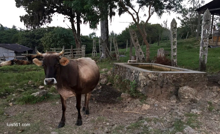 170207-vaca-luis-figueroa